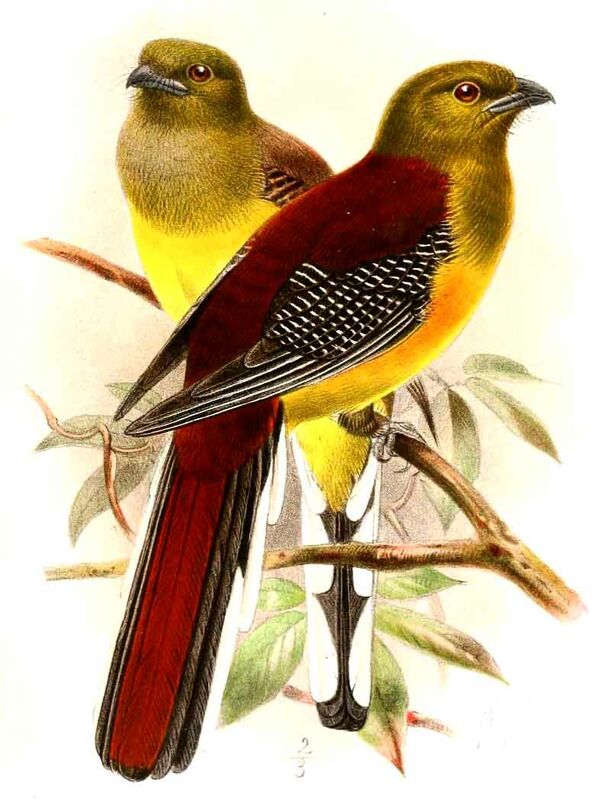 Orange-breasted Trogon