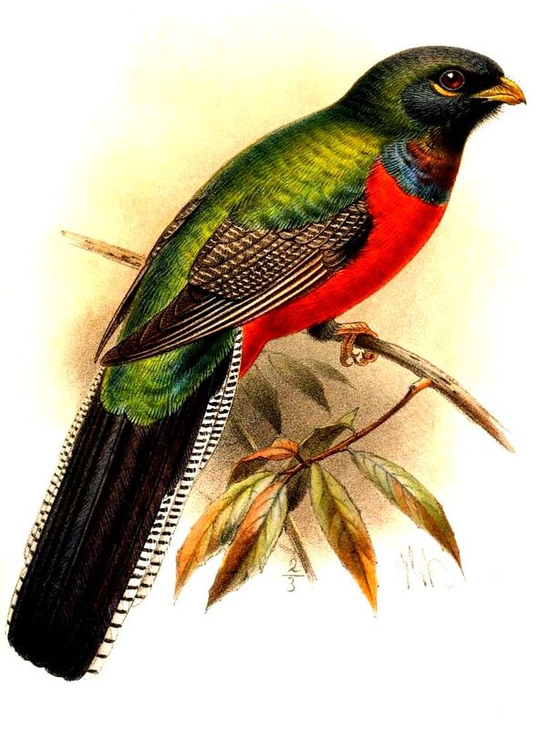 Bar-tailed Trogon