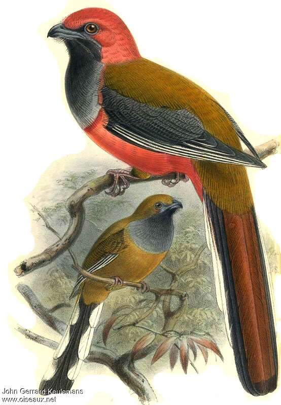 Trogon de Whiteheadadulte