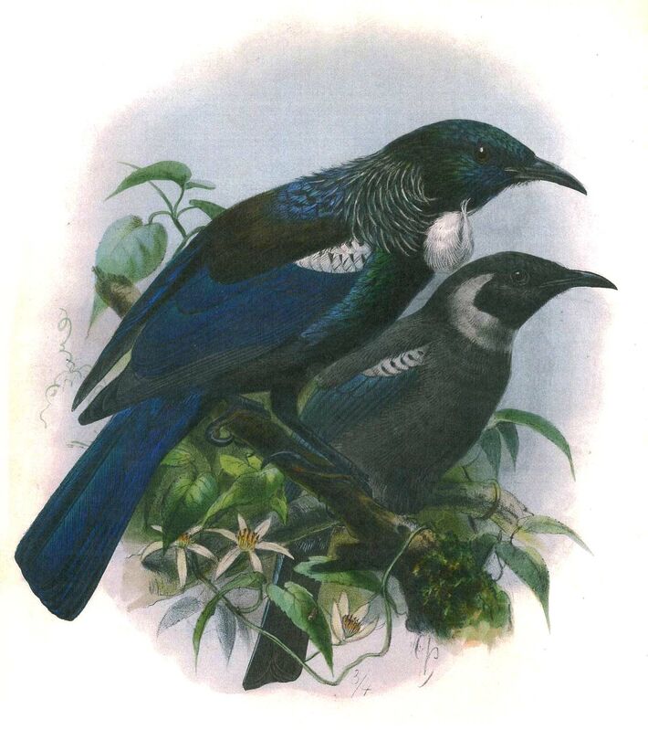 Tui