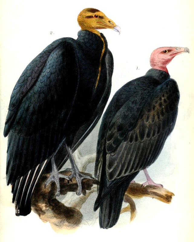 Lesser Yellow-headed Vulture