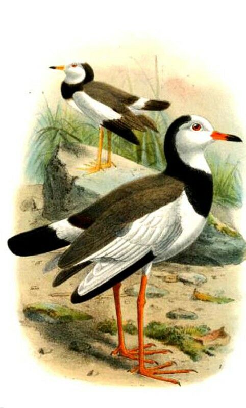 Long-toed Lapwing, identification