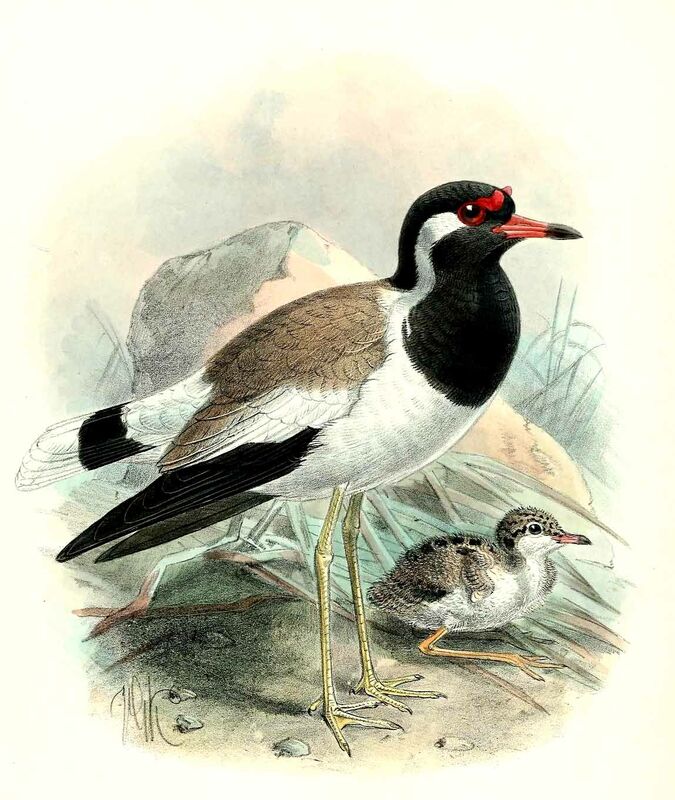 Red-wattled Lapwing