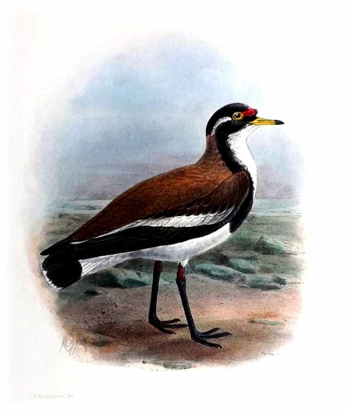 Banded Lapwing