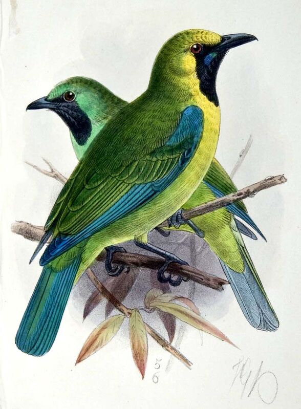 Bornean Leafbird