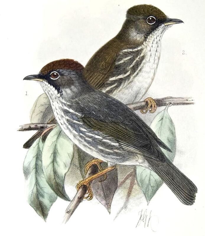 Burmese Yuhina