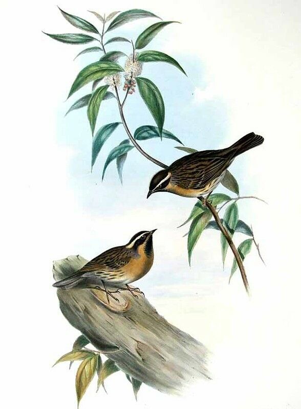 Black-throated Accentor