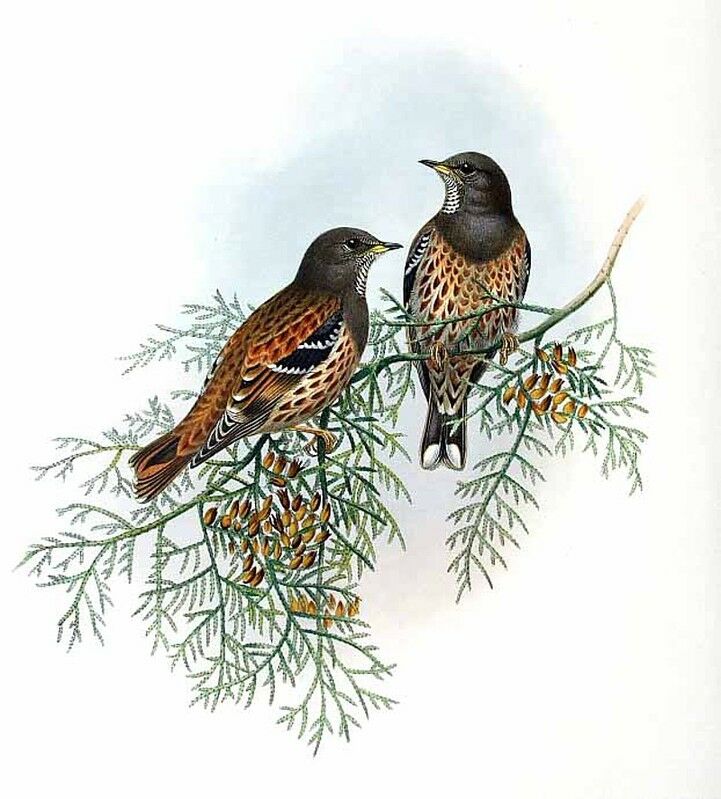 Alpine Accentor