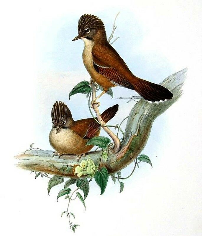 Hoary-throated Barwing