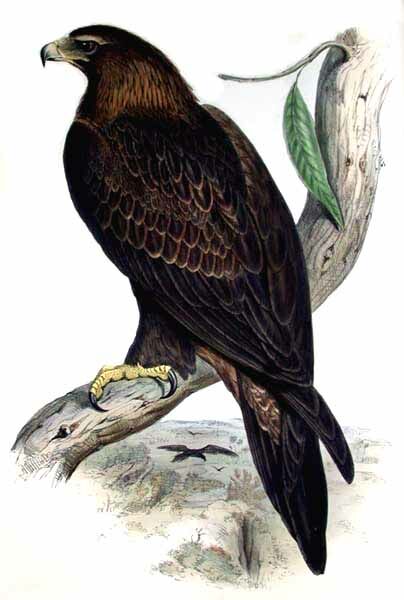 Wedge-tailed Eagle