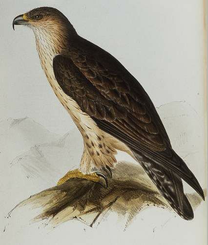 Bonelli's Eagle