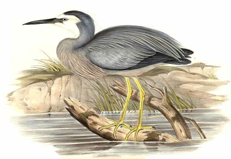 White-faced Heron