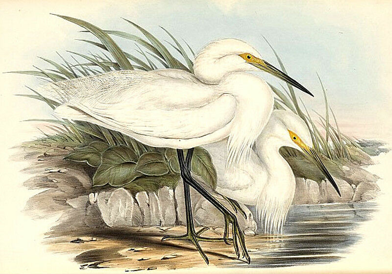 Aigrette des récifs