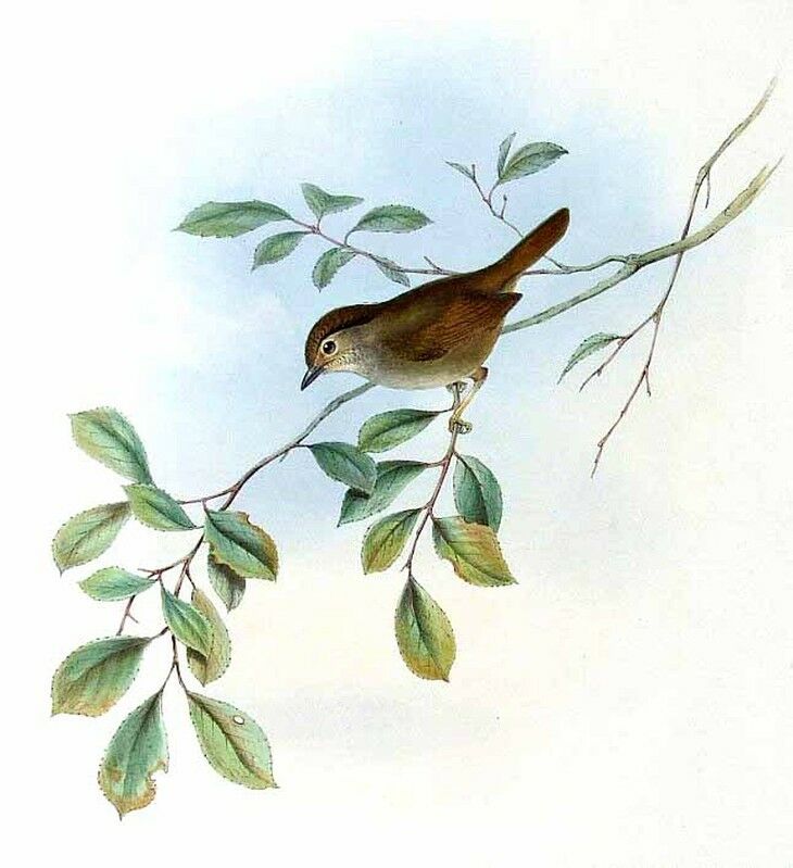 Dusky Fulvetta