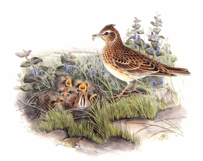 Eurasian Skylark