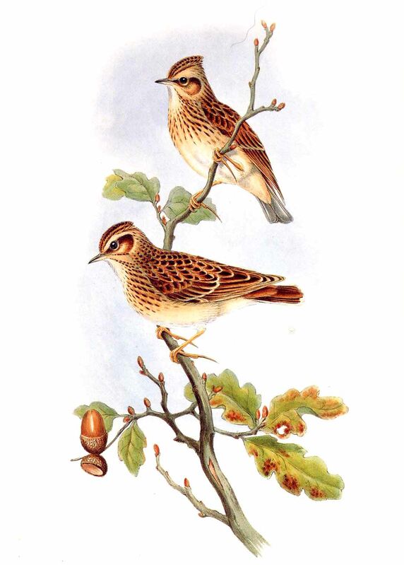 Woodlark