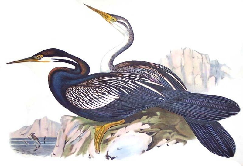 Anhinga d'Australie