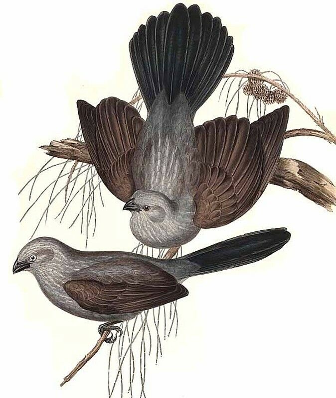 Apostlebird