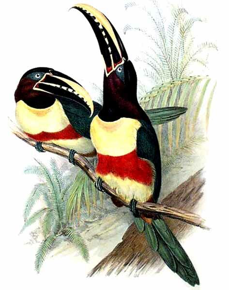 Chestnut-eared Aracari