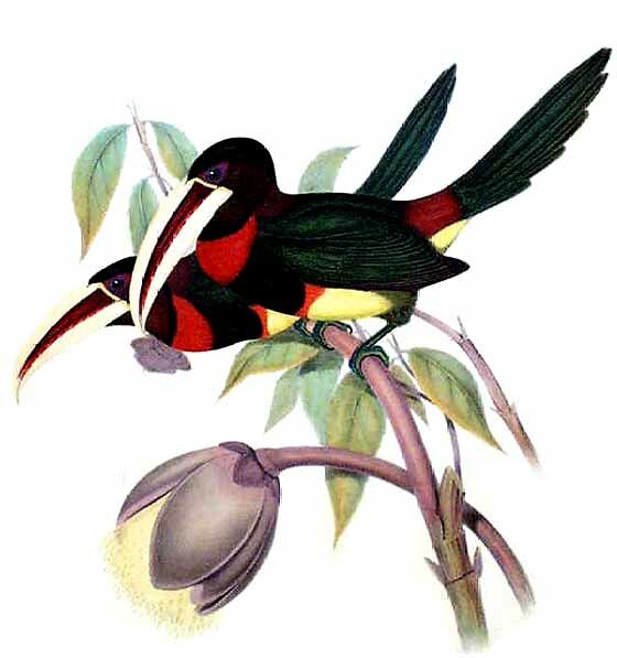 Ivory-billed Aracari