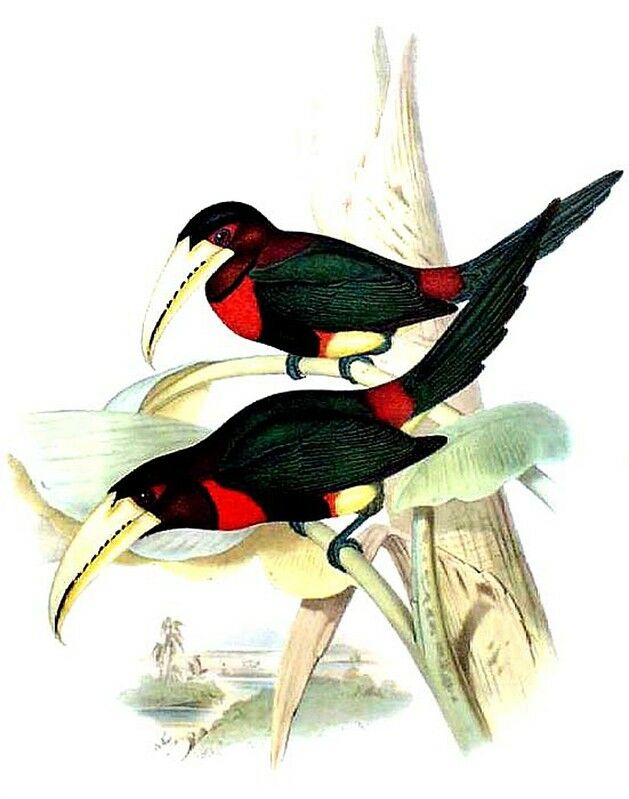 Ivory-billed Aracari