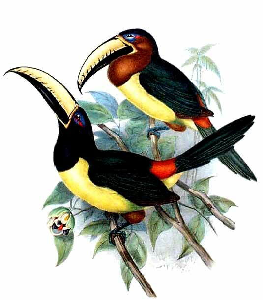 Araçari marqué