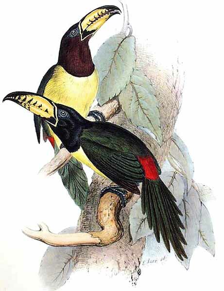 Araçari marqué