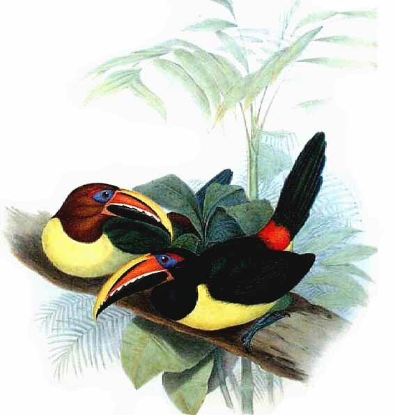 Green Aracari