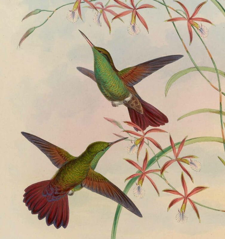 Berylline Hummingbird