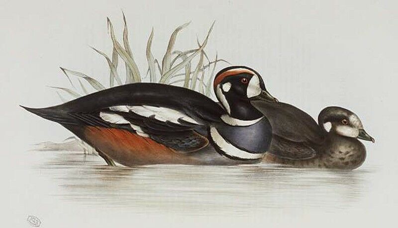 Harlequin Duck