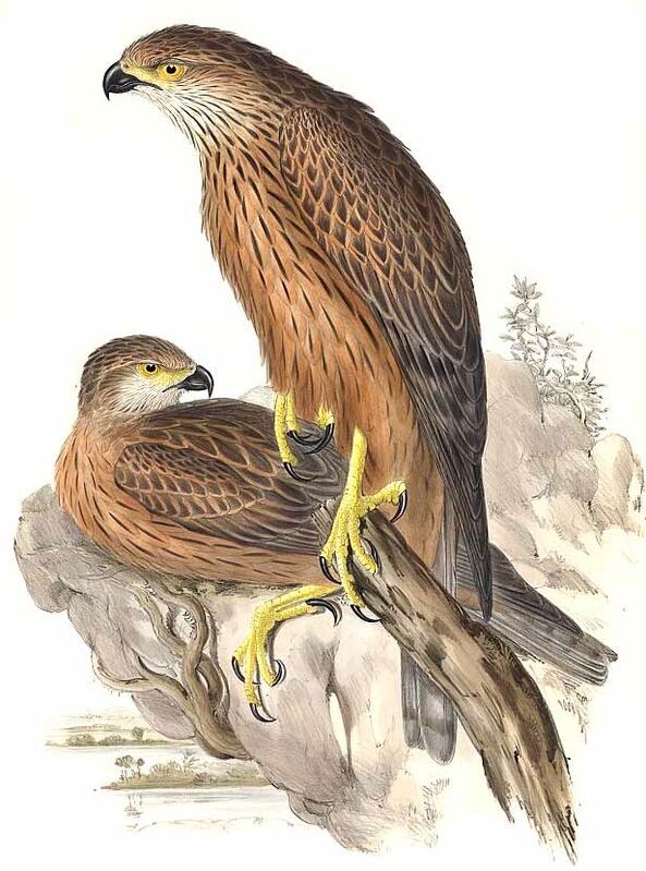 Red Goshawk