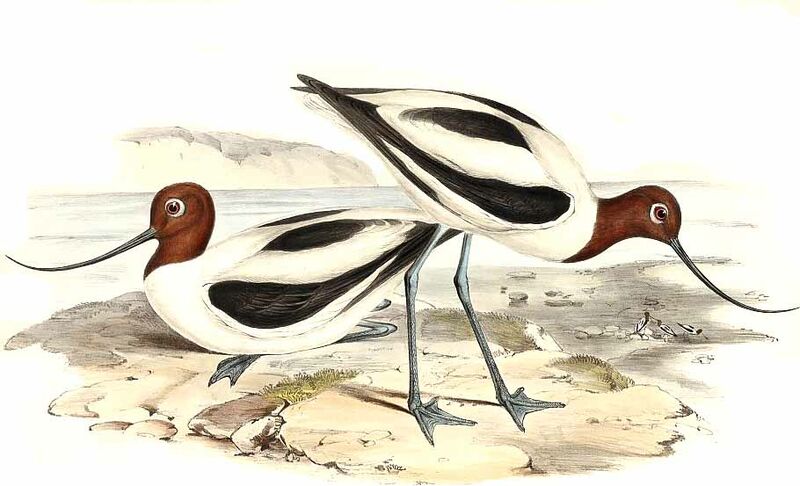 Avocette d'Australie