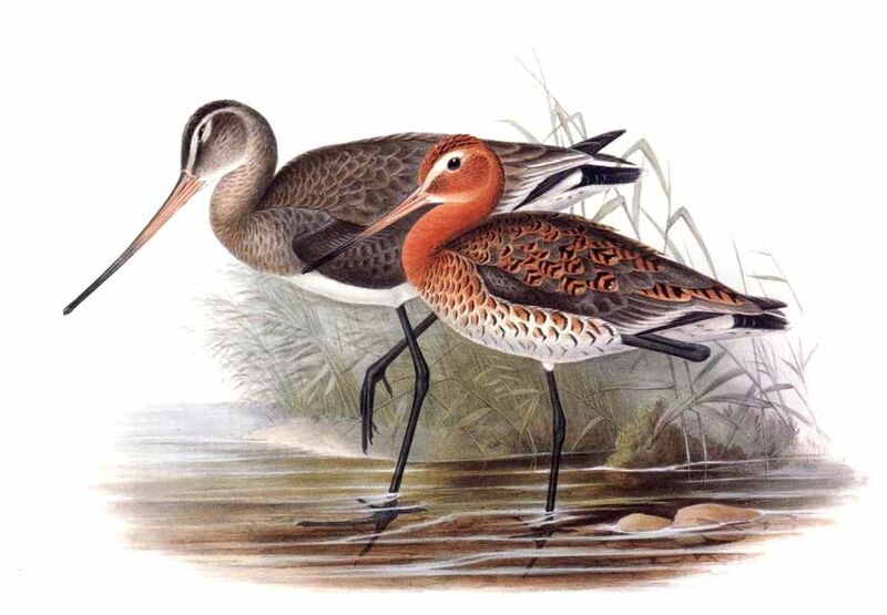 Black-tailed Godwit