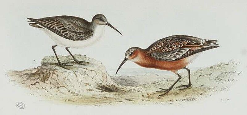 Curlew Sandpiper