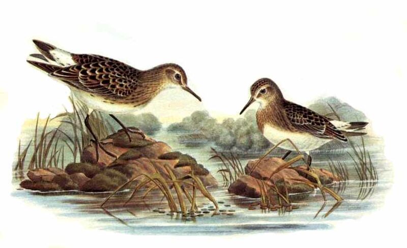 White-rumped Sandpiper