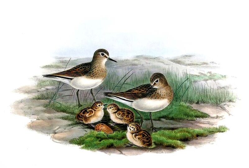 Temminck's Stint