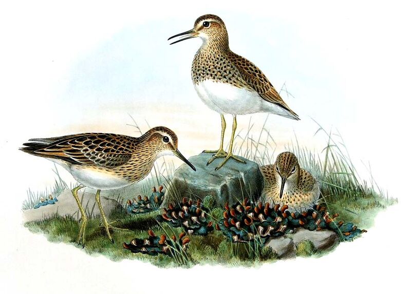 Pectoral Sandpiper