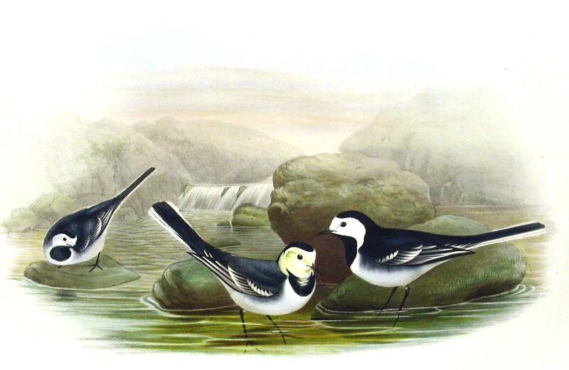 White Wagtail (yarrellii)