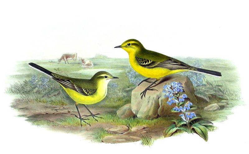 Western Yellow Wagtail (flavissima)