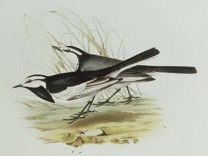 White Wagtail (lugens)