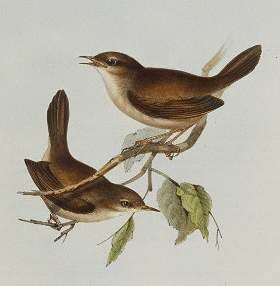 Cetti's Warbler