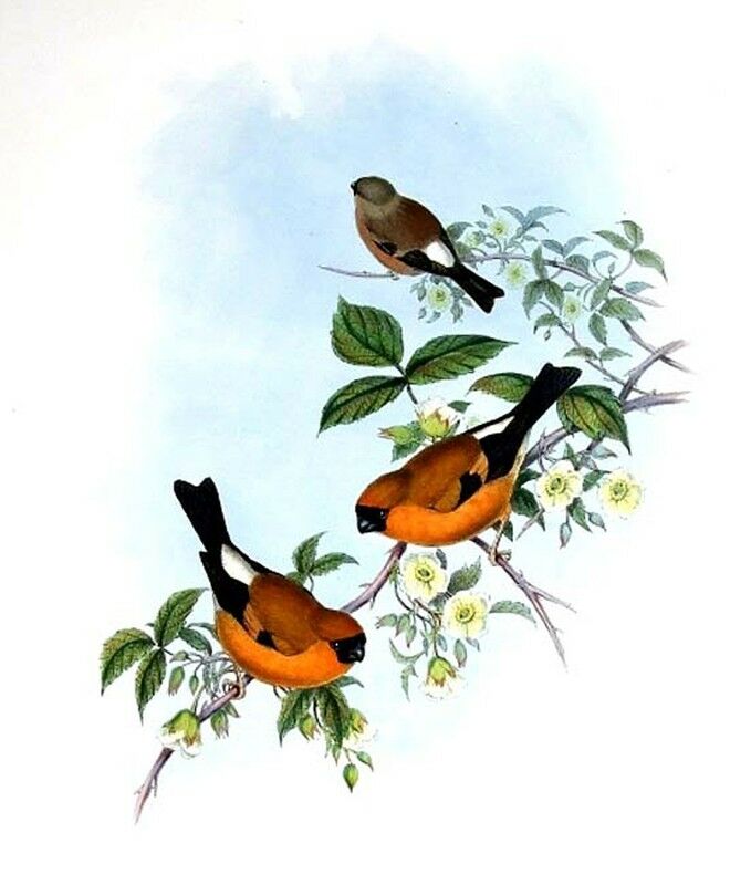 Orange Bullfinch