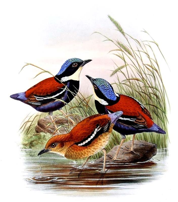 Blue-headed Pitta