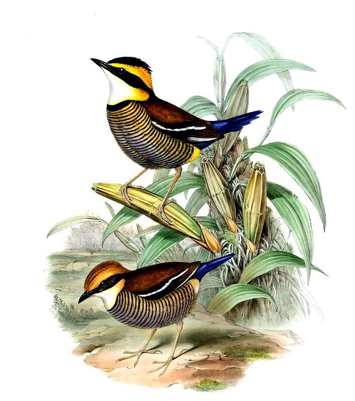 Javan Banded Pitta