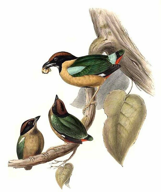 Noisy Pitta