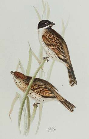 Common Reed Bunting