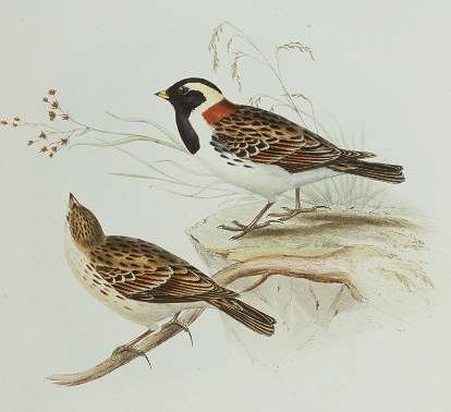 Lapland Longspur