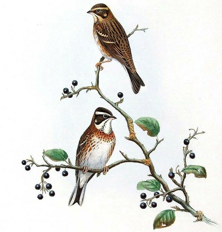 Rustic Bunting