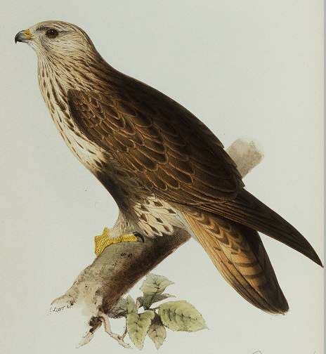 Rough-legged Buzzard