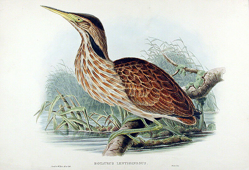 American Bittern